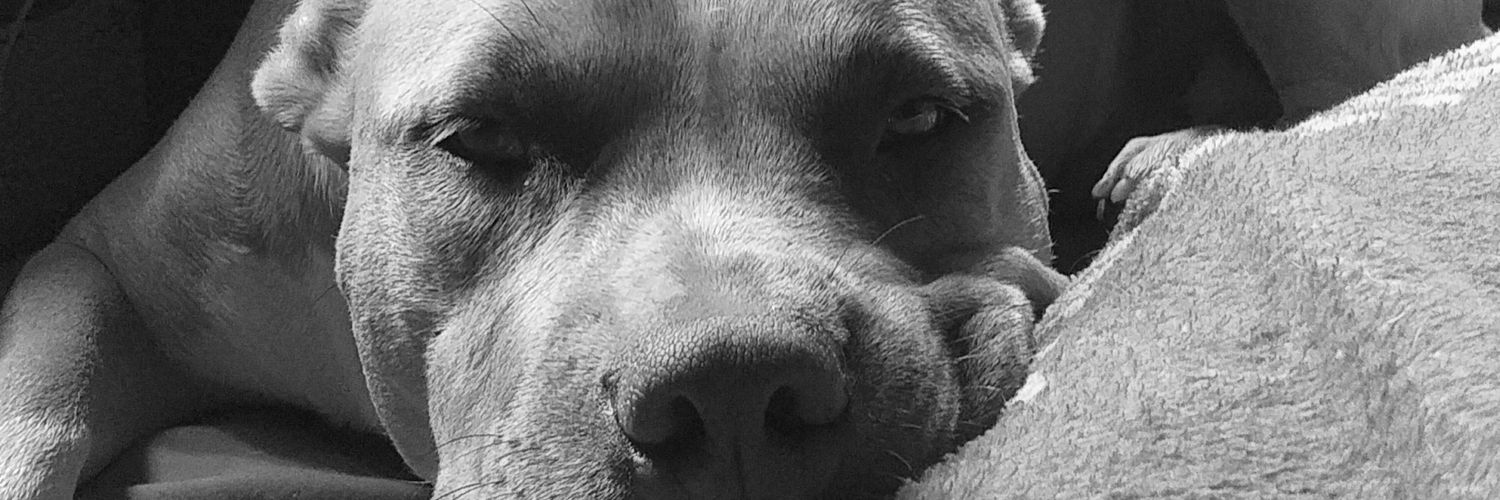 Rozaya3's profile banner image