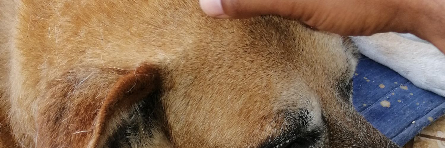 Eduhed's profile banner image