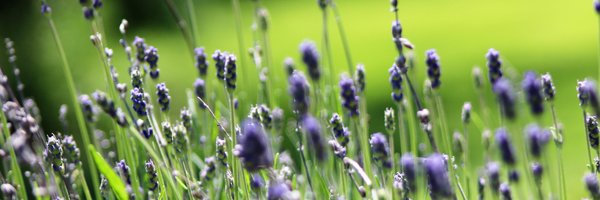 professorsv Profile Banner