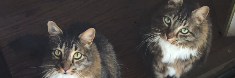 WhitleyVKW's profile banner image