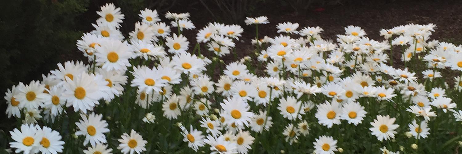 bas_beth's profile banner image