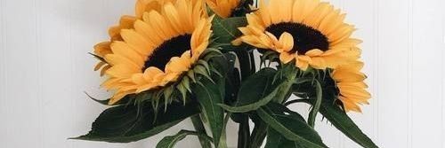 ทานตะวัน​เจ้าเอย🌻 banner