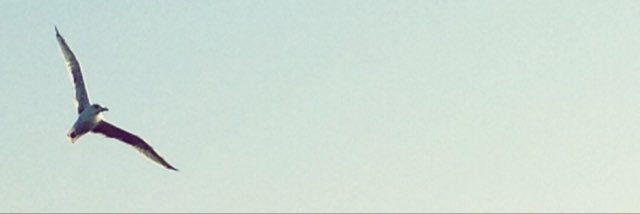 Ufuk 🦅 banner