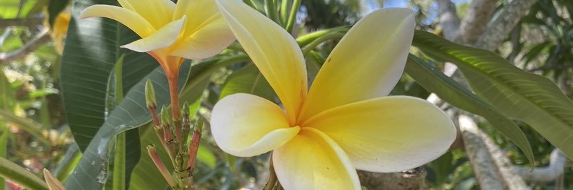 shannonharkin_'s profile banner image