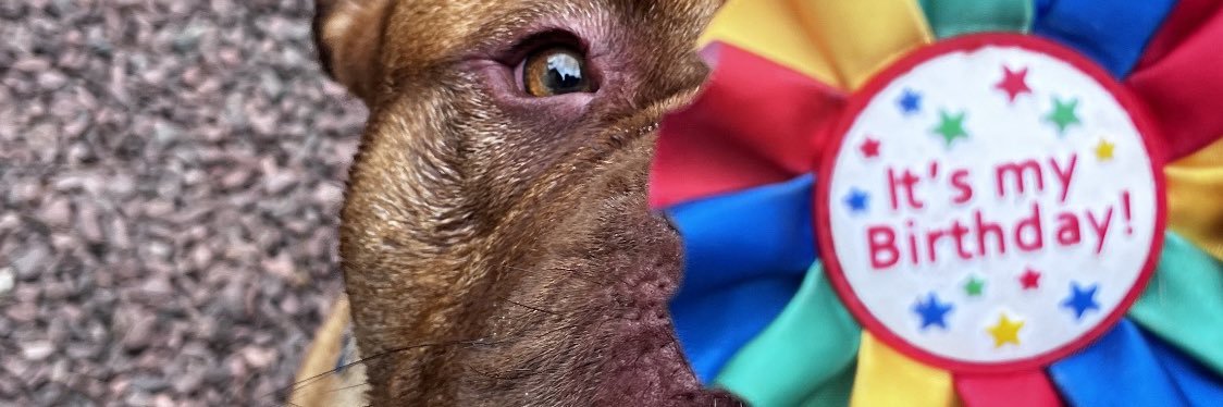 Rebecca Stewart banner