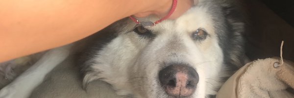 sarii_Nava Profile Banner