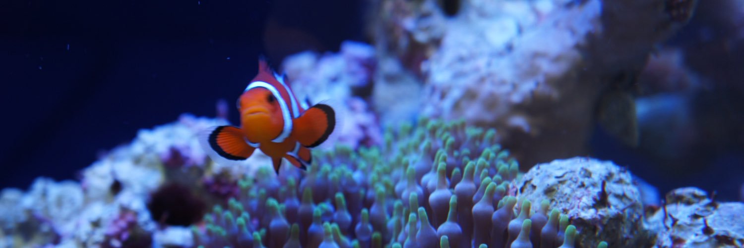よよよーだ banner