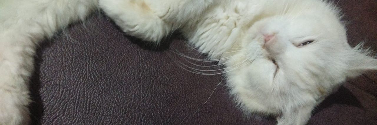 pangsitnoname's profile banner image