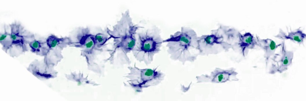 Stramer Lab's banner