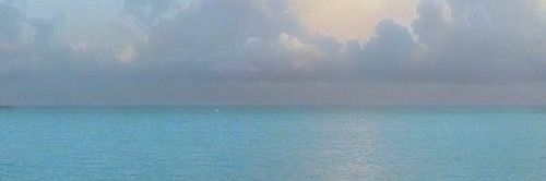 🫧 SeaFox🪼/CEO of SD-N\🌻 banner