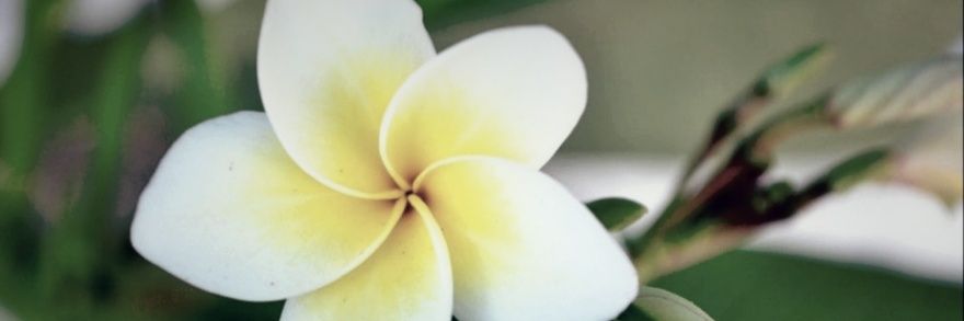 haynes_xander's profile banner image