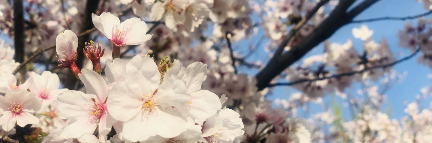 _pipiko_'s profile banner image