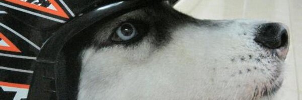 NemoDaDog Profile Banner