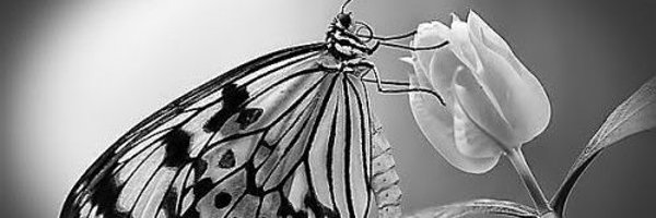 Sandrin98664024 Profile Banner