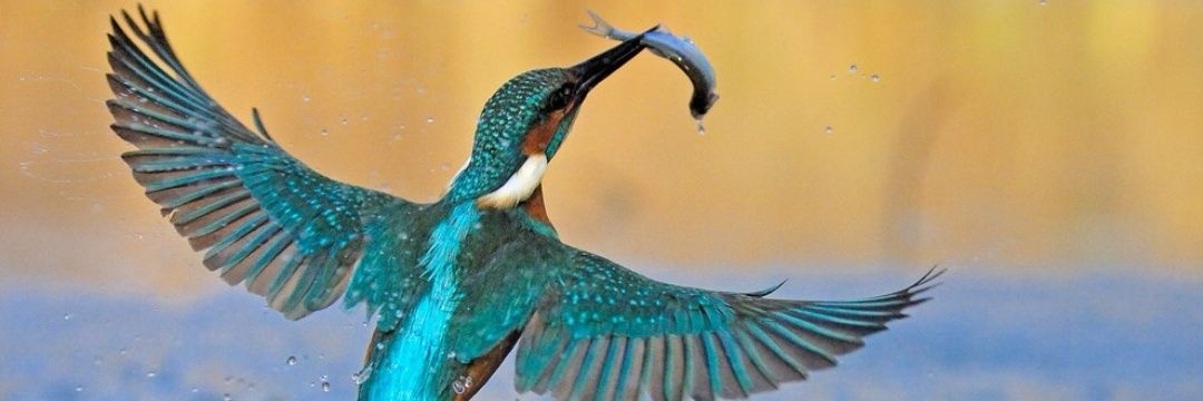 Cliff Lane Kingfishers banner