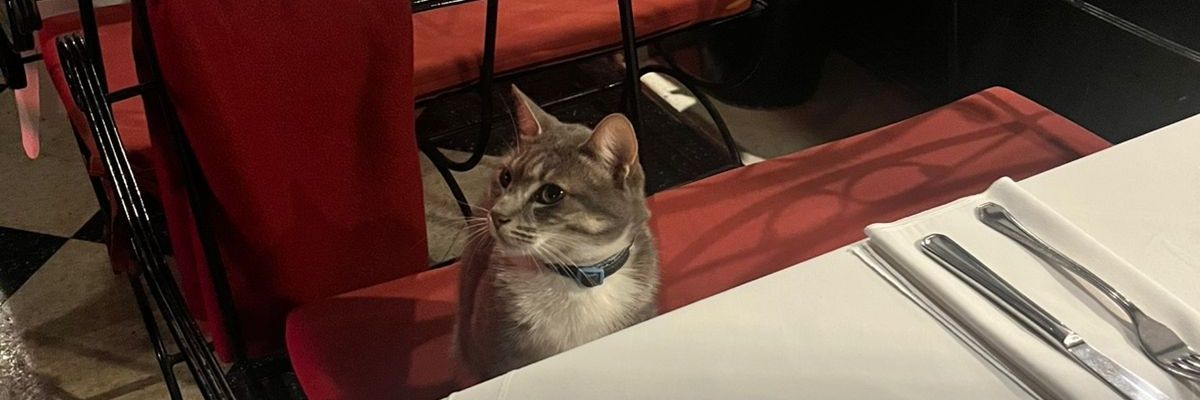 Azanzott's profile banner image