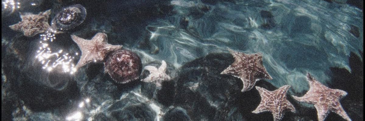 Arii ꫂ ၴႅၴ banner