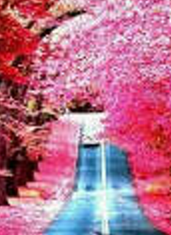 Icha_elsaid's profile banner image
