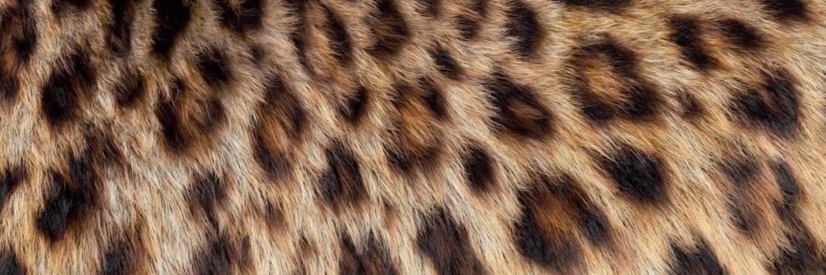 Cemilebodur0's profile banner image
