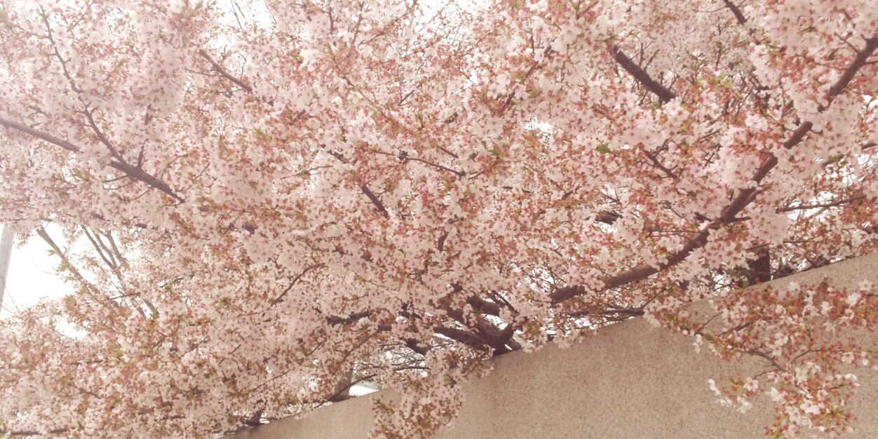 alyssarin's profile banner image