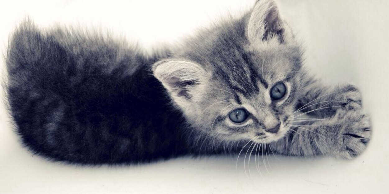 meowsyed's profile banner image
