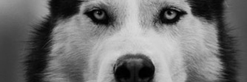 Husky Picks (Asesor Deportivo) banner
