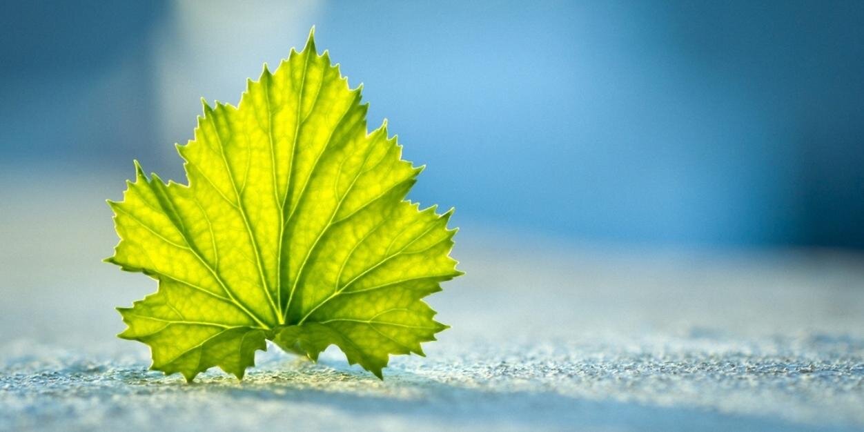 zerowasteID's profile banner image