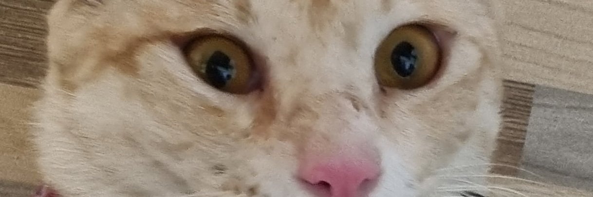 Subaribordes01's profile banner image