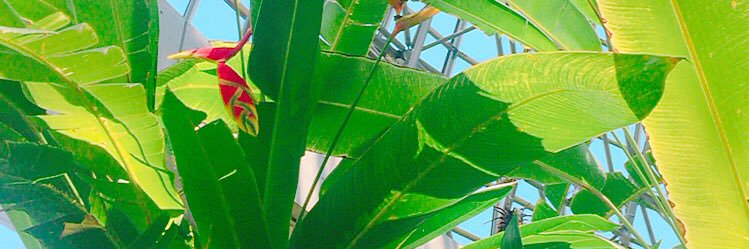 🦕もちぱむ🦖 banner