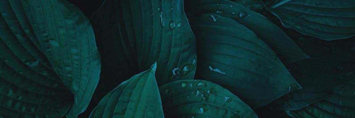Maelle_HO's profile banner image