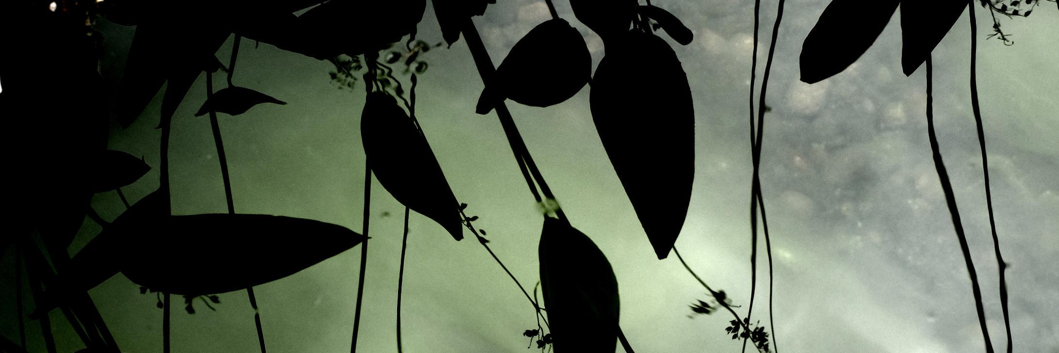 youghe's profile banner image