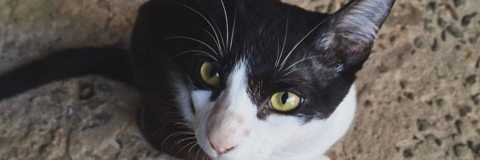 𝐰𝐢𝐥𝐥𝐲 ☥ banner