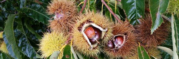 pearce_murray Profile Banner