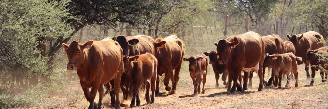 LawLens Ⓜosito banner