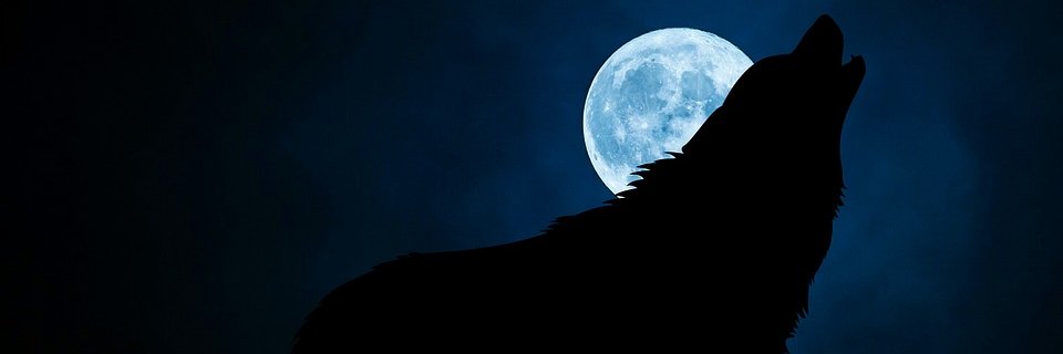 akiwolf's profile banner image