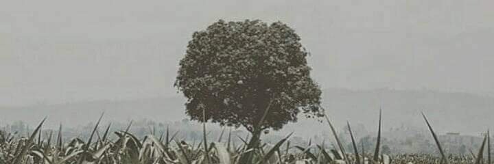 AllanAgryawan's profile banner image
