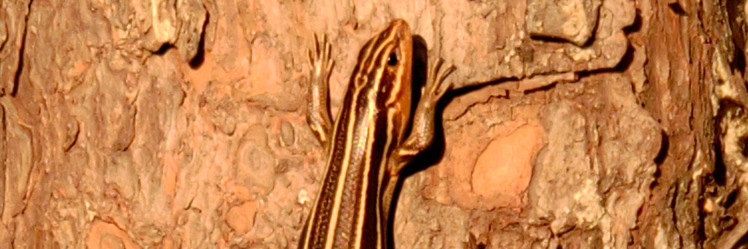BoiHowdy banner