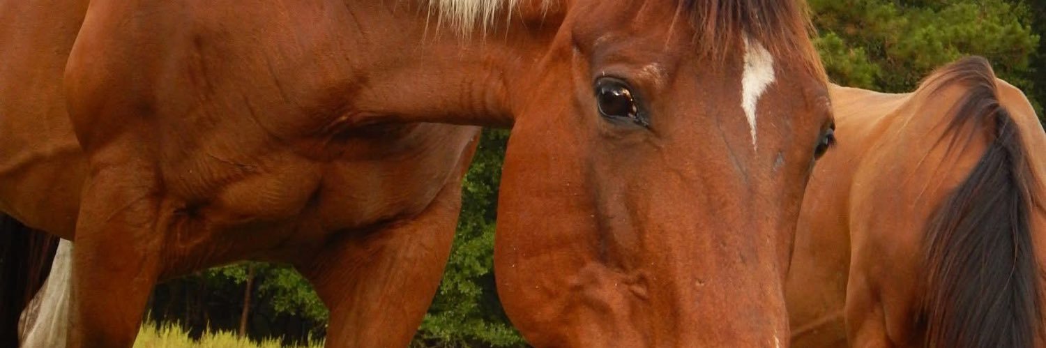 whitepatriotdad's profile banner image
