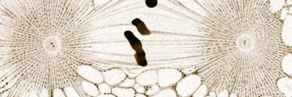 CentrosomePub Profile Banner