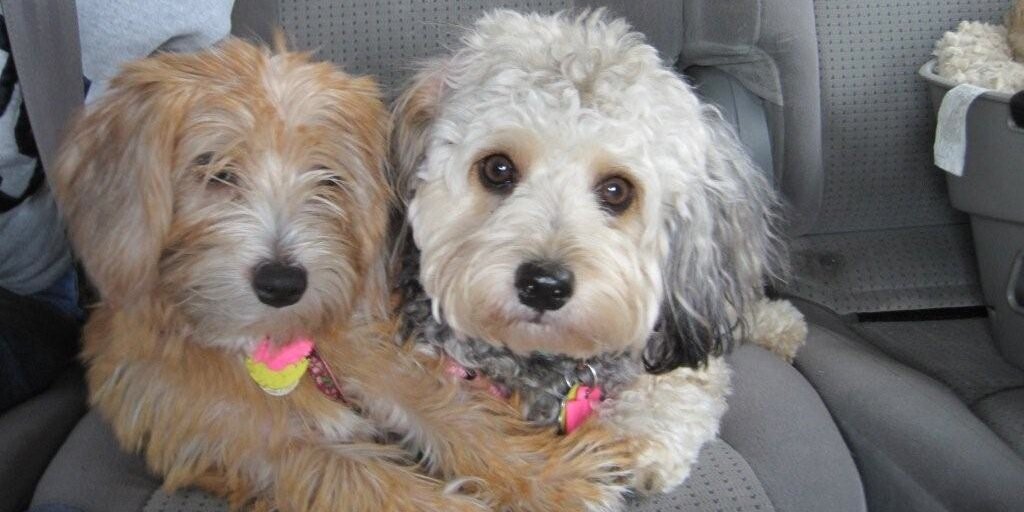 MobileSPCA's profile banner image