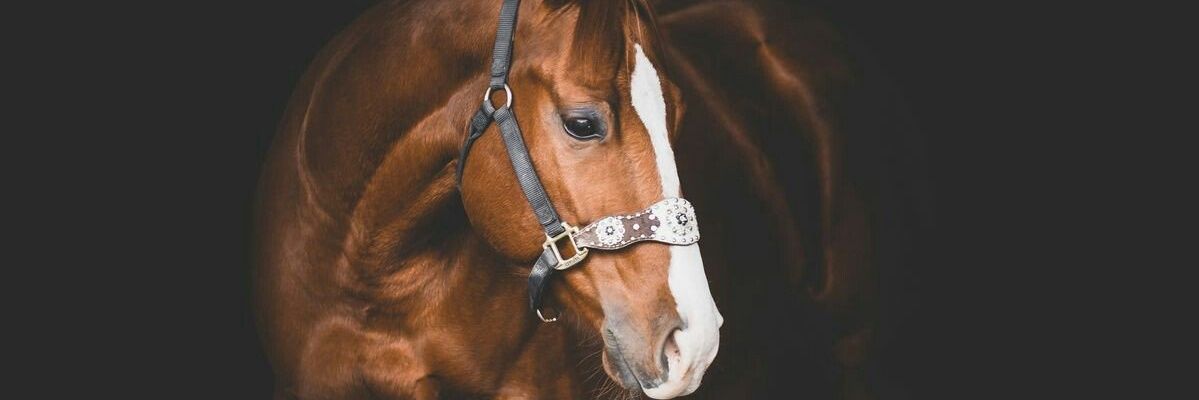 armada2024's profile banner image
