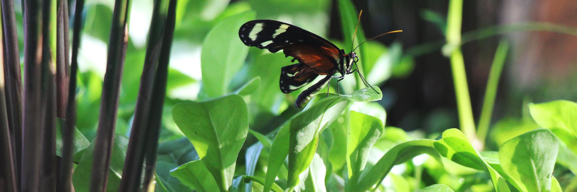 green_teachen's profile banner image