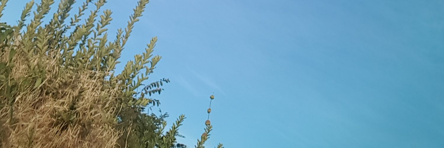 HDeredzai's profile banner image