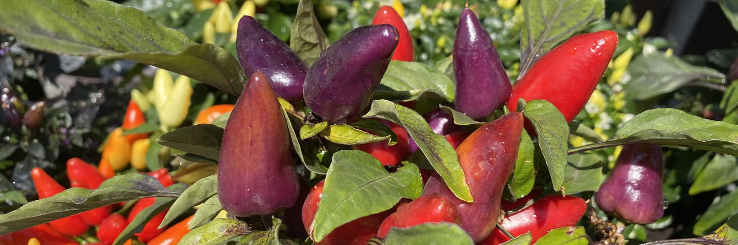 FarmMarketLove's profile banner image