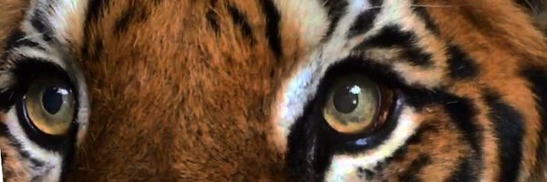 jocrouch65 Profile Banner