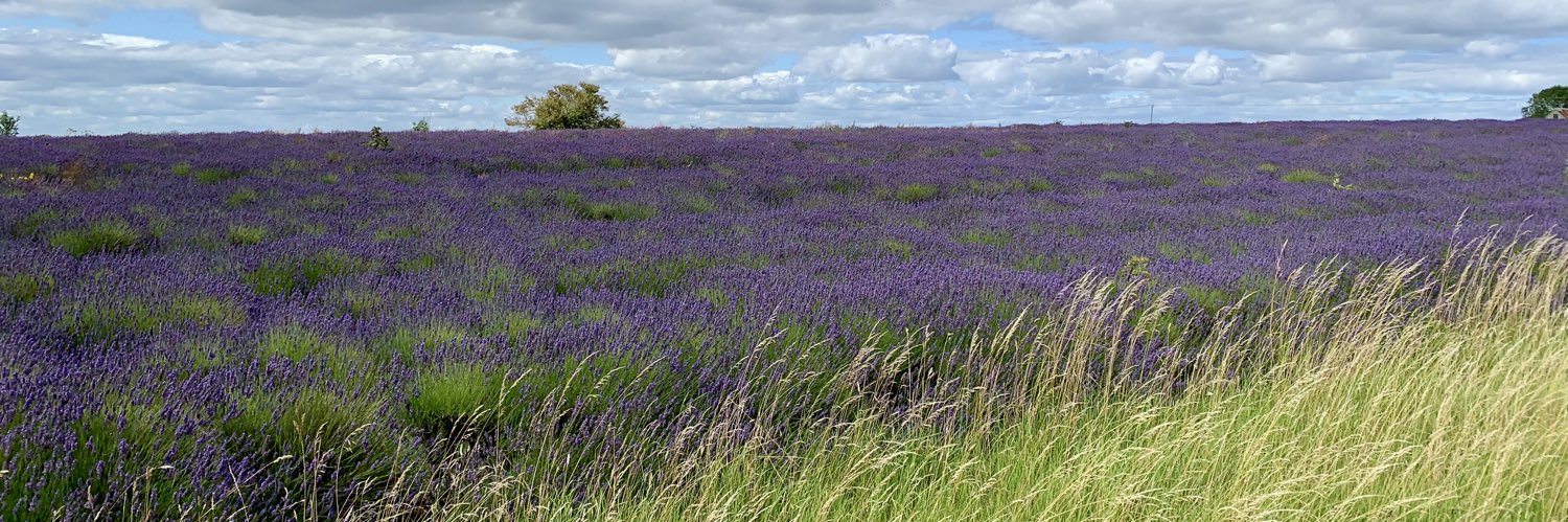 PG tips South 🇪🇺🔶🇫🇷 🌹🇬🇧🌈 banner