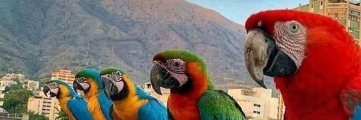 abg_llwever's profile banner image