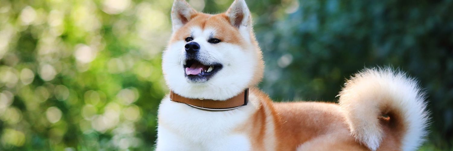 ShibaInuin's profile banner image