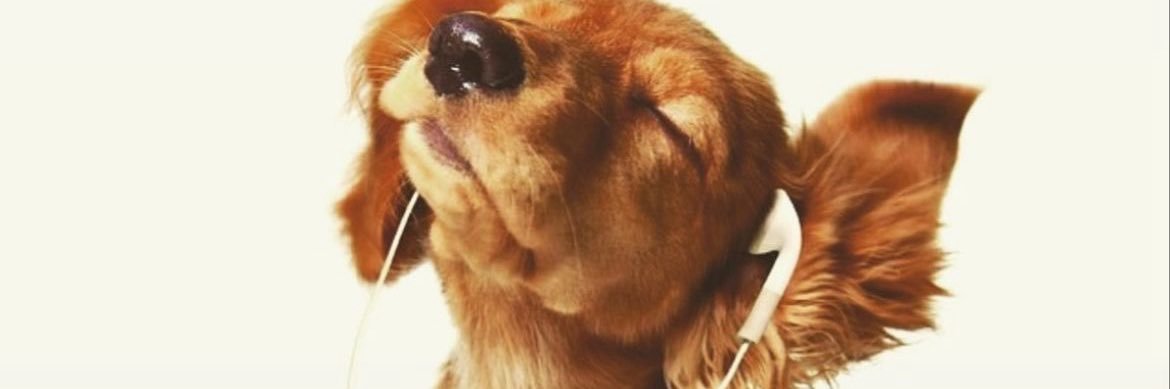 🐈‍⬛⋆｡˚ banner