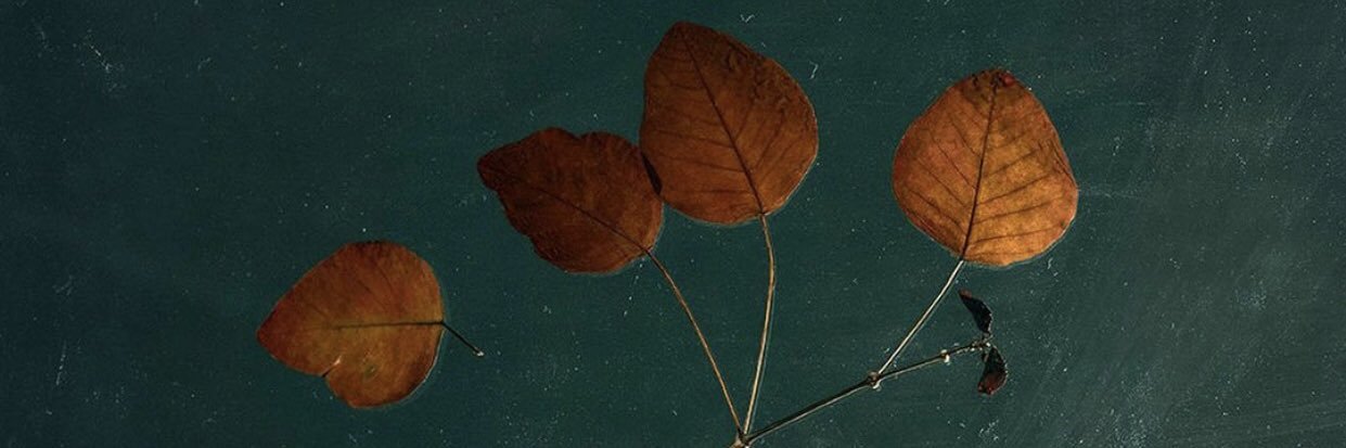 lpontejournal's profile banner image